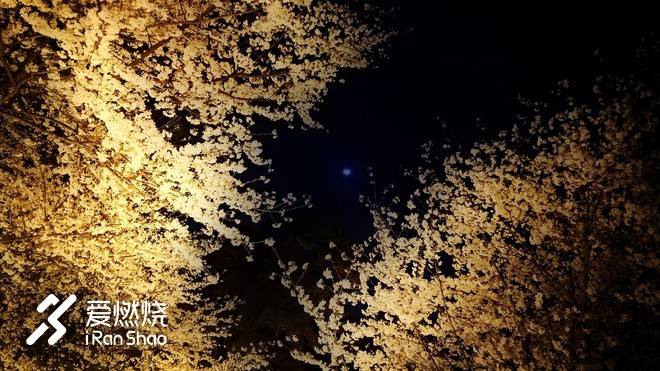 飘落的“三月雪”｜樱花树下绽放——武汉，无锡三马笔记