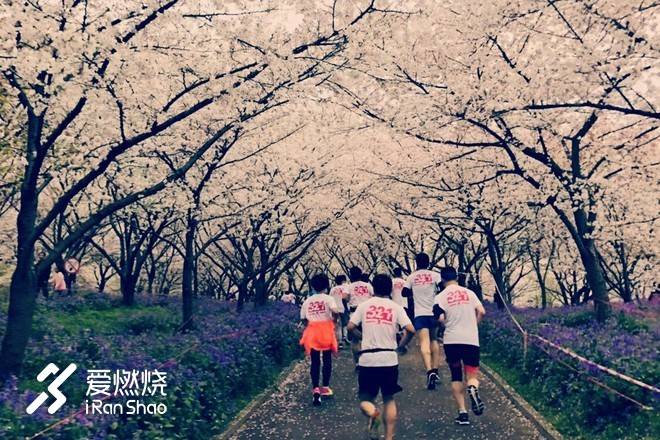 飘落的“三月雪”｜樱花树下绽放——武汉，无锡三马笔记