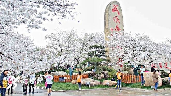 飘落的“三月雪”｜樱花树下绽放——武汉，无锡三马笔记