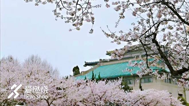 飘落的“三月雪”｜樱花树下绽放——武汉，无锡三马笔记