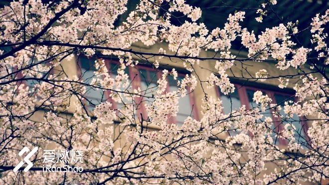 飘落的“三月雪”｜樱花树下绽放——武汉，无锡三马笔记