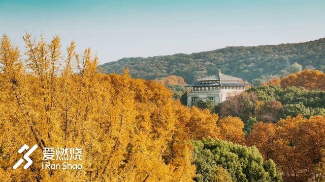 飘落的“三月雪”｜樱花树下绽放——武汉，无锡三马笔记