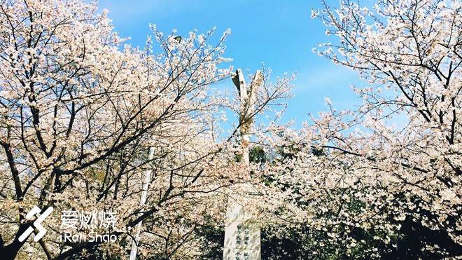 飘落的“三月雪”｜樱花树下绽放——武汉，无锡三马笔记