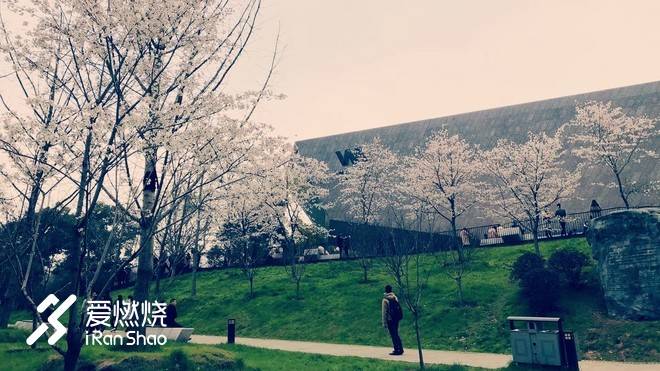 飘落的“三月雪”｜樱花树下绽放——武汉，无锡三马笔记