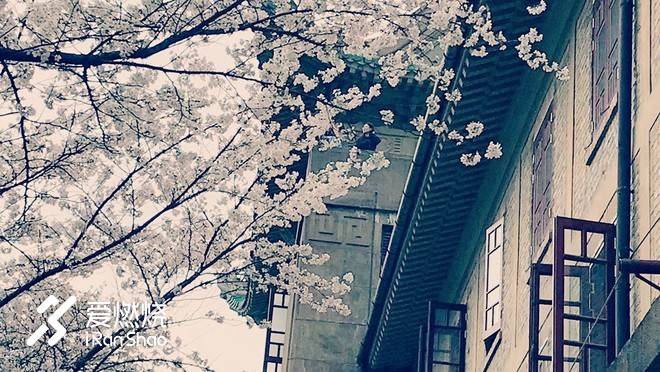 飘落的“三月雪”｜樱花树下绽放——武汉，无锡三马笔记