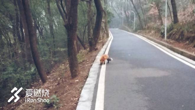 飘落的“三月雪”｜樱花树下绽放——武汉，无锡三马笔记