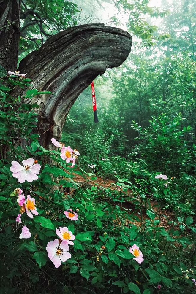 给自己一场热爱，奔赴山野-秦岭虐练赛记