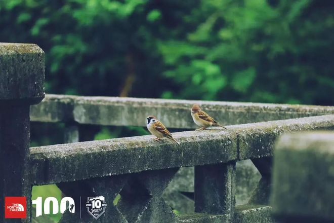 赛讯 | TNF100成都：烟火燃烧，让你不忍离去