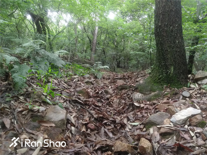 跑鞋丨翻山越海 没有极限 Altra Olympus 3.0深度评测