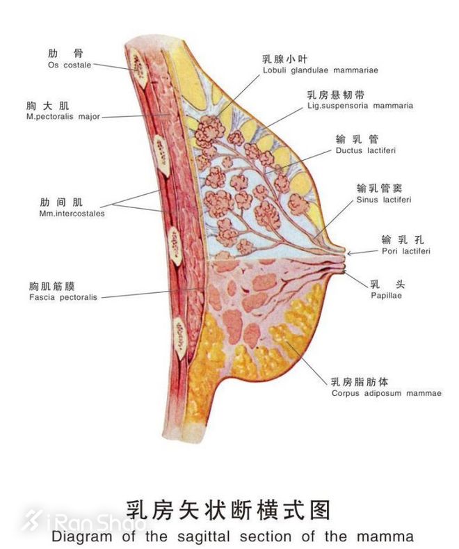 热点 | 男朋友的自我修养： 如何正确地为女友挑选一件运动Bra？