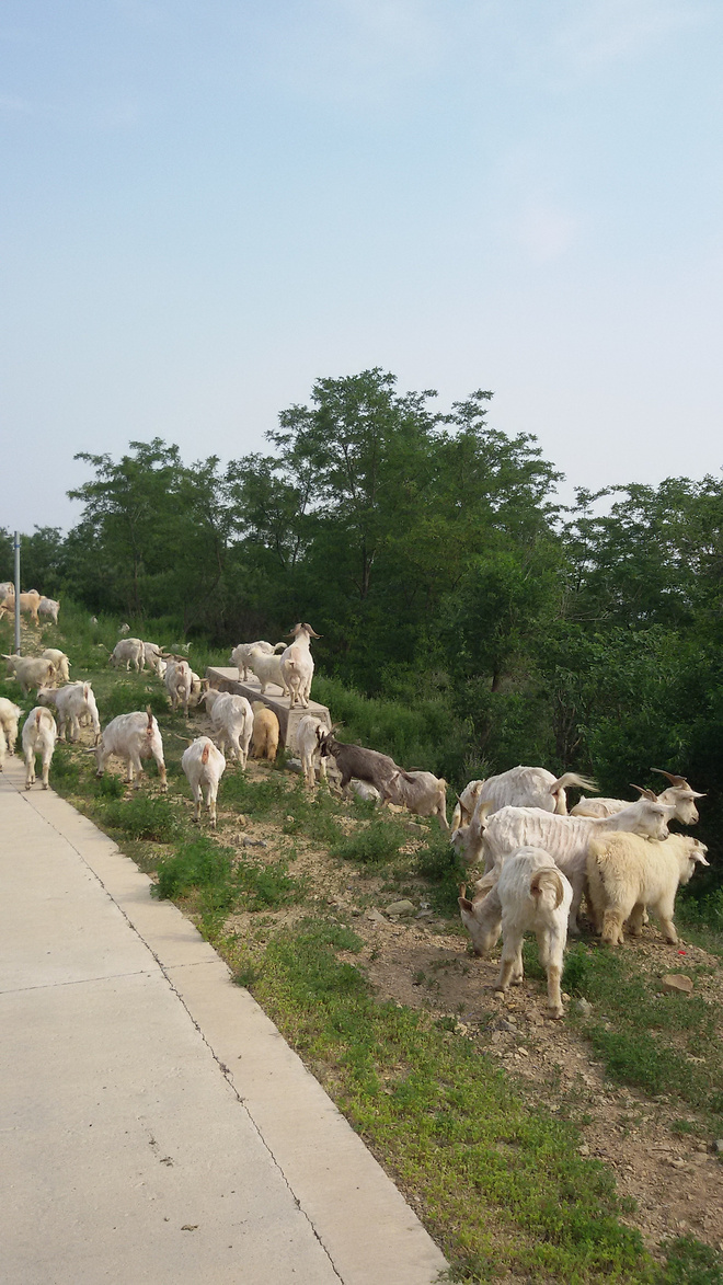迷失的羔羊---黑石头初野记