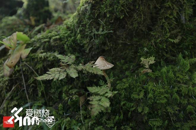 赛记丨我在天池旁种了棵草
