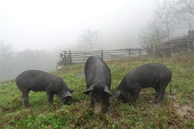 神农架画廊谷环线穿越记