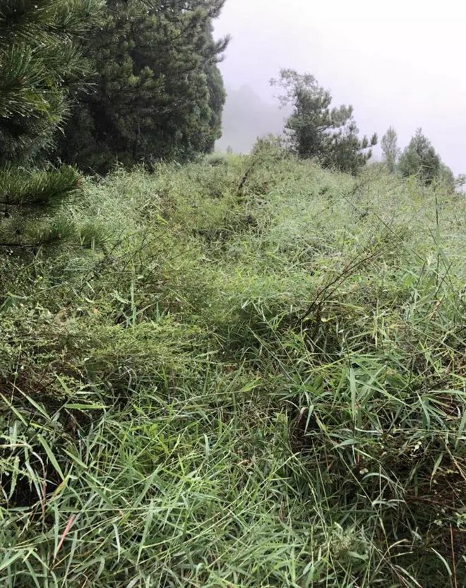 漫漫烟雨盘山路-记一次70KM越野跑挑战赛历程