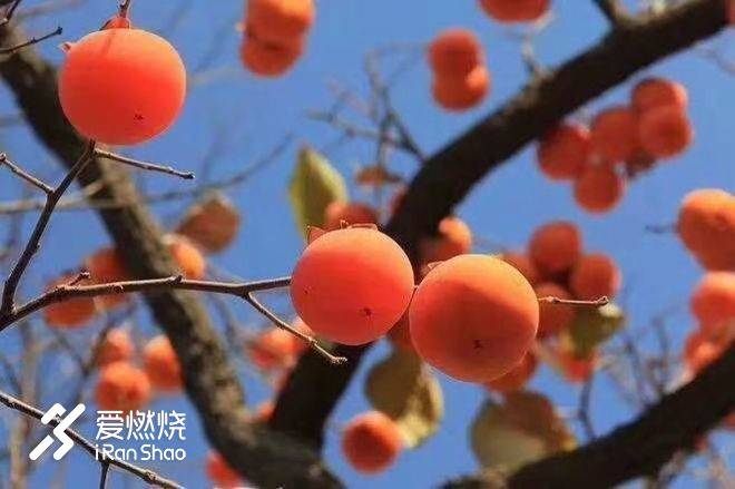 赛记：抢钱之战，柿柿如意--记三夫云丘山越野赛