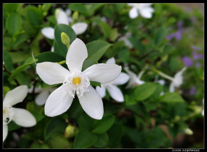 20180506 北纬4度，婆罗洲马拉松