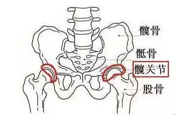 为什么大家都在强调“送髋”