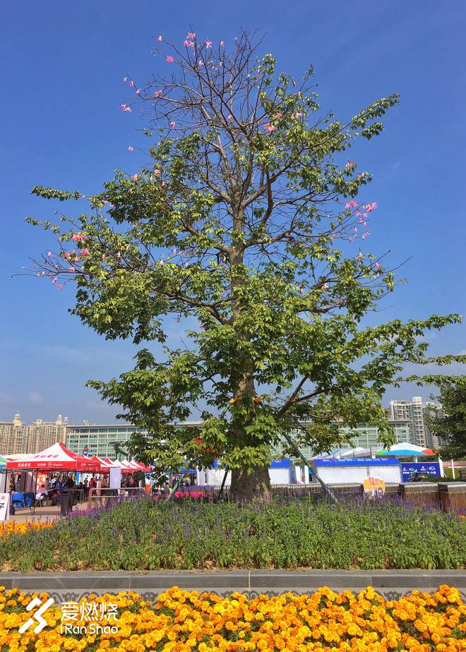 2018年深圳宝安国际马拉松赛