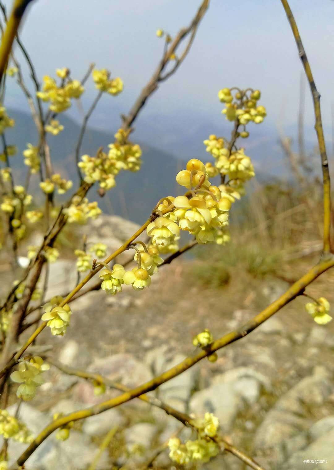 在温柔江南遇见勇猛天狼