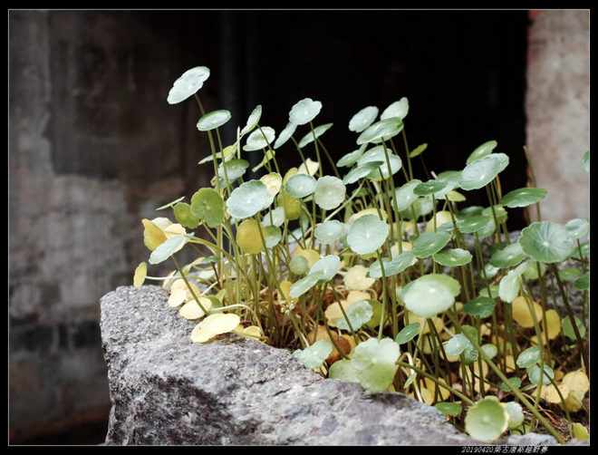 20190420柴古唐斯（括苍）80km越野赛