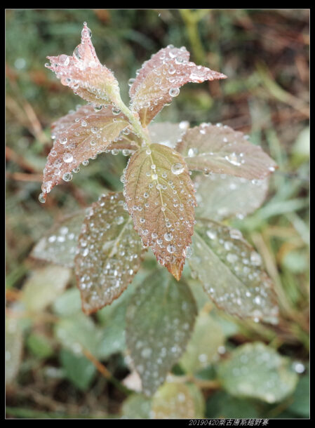 20190420柴古唐斯（括苍）80km越野赛