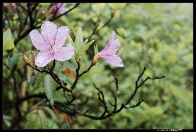 20190420柴古唐斯（括苍）80km越野赛
