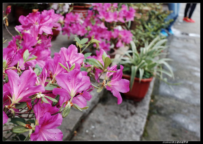 20190420柴古唐斯（括苍）80km越野赛