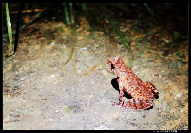 20190420柴古唐斯（括苍）80km越野赛