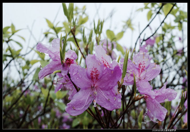 20190420柴古唐斯（括苍）80km越野赛