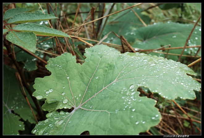 20190420柴古唐斯（括苍）80km越野赛