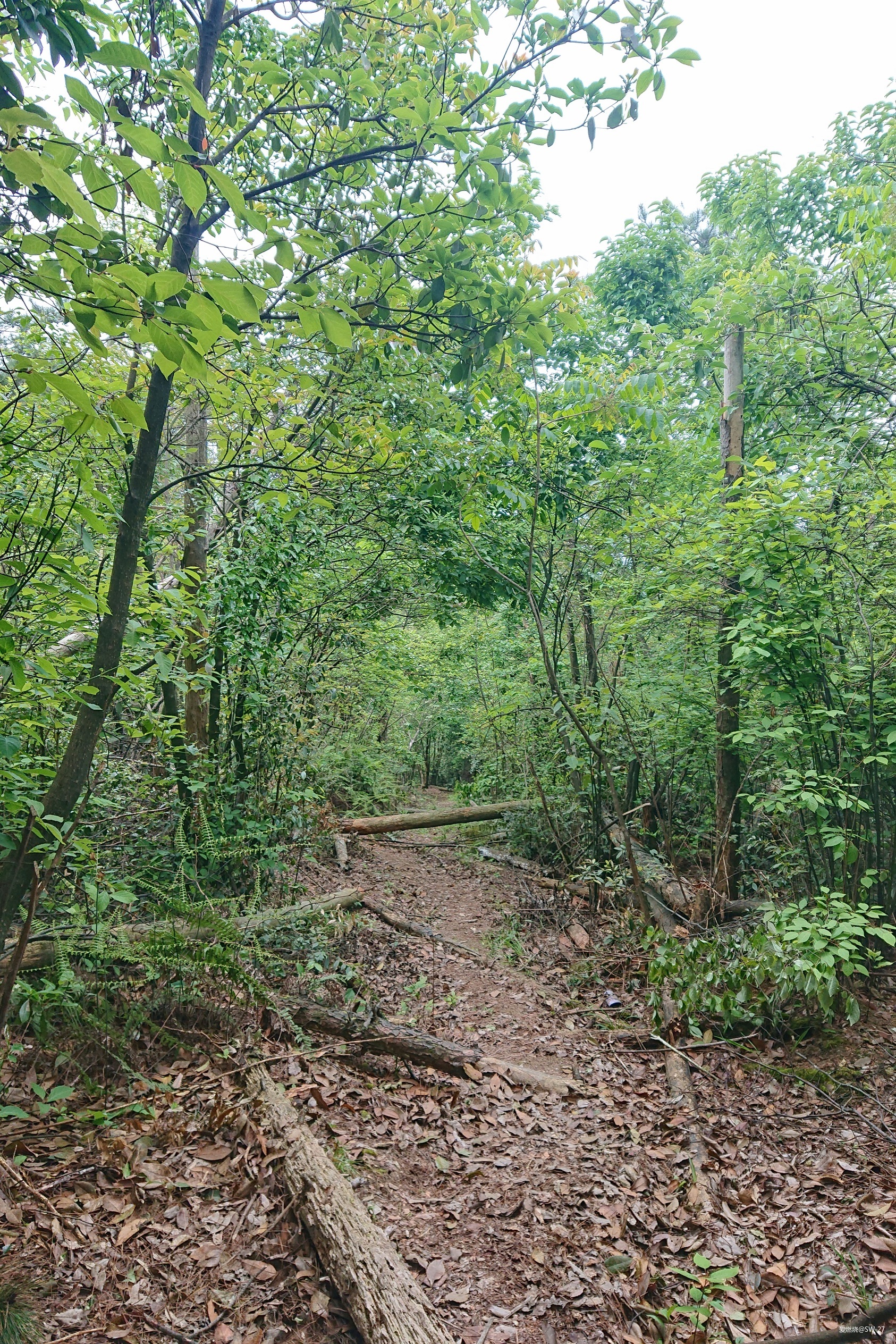 翻山越岭的郊游流水帐——2019 莲都100越野赛-36K 赛记