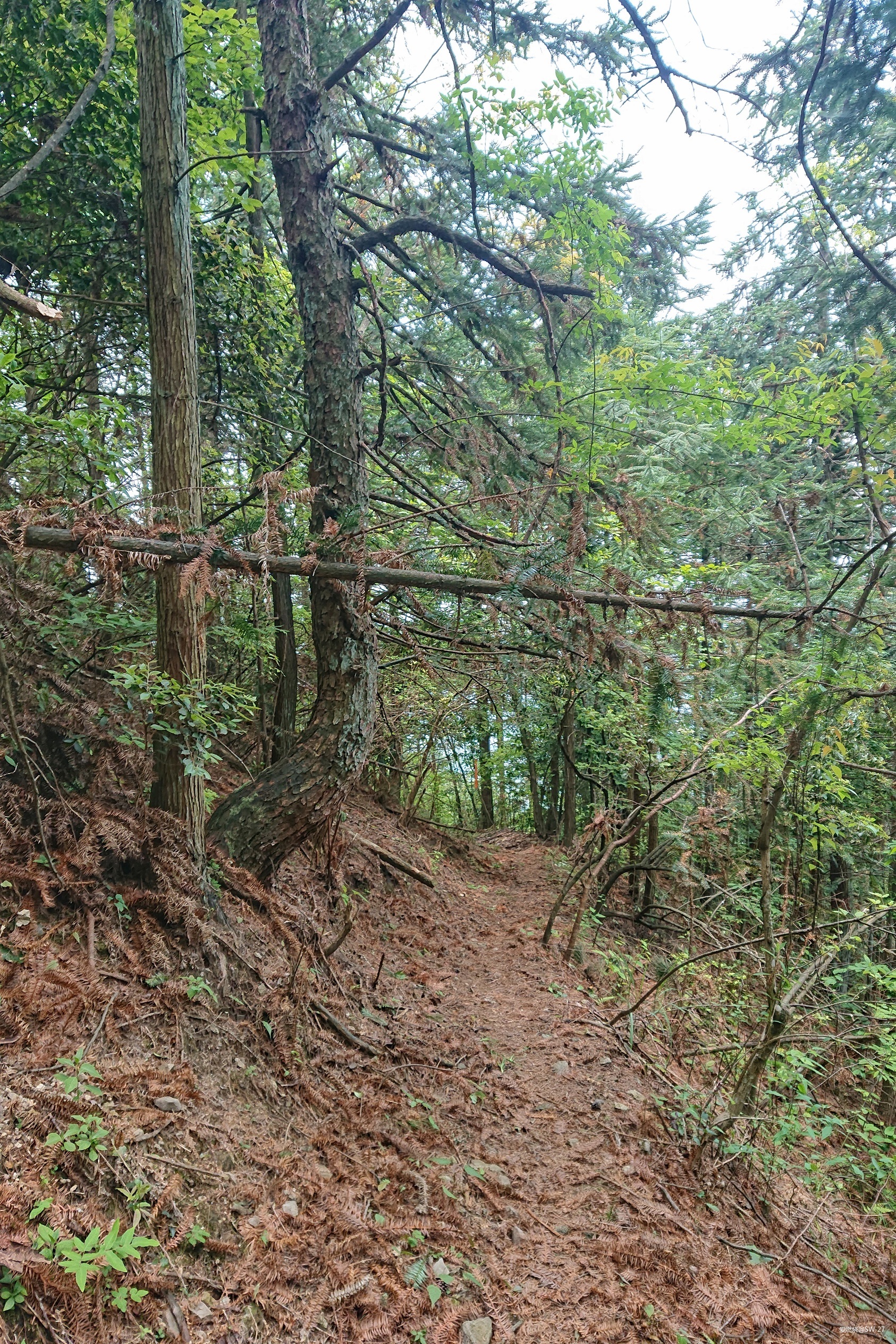 翻山越岭的郊游流水帐——2019 莲都100越野赛-36K 赛记