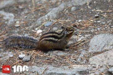 跨过山野，致敬真心英雄——2019TNF100秦岭站速描