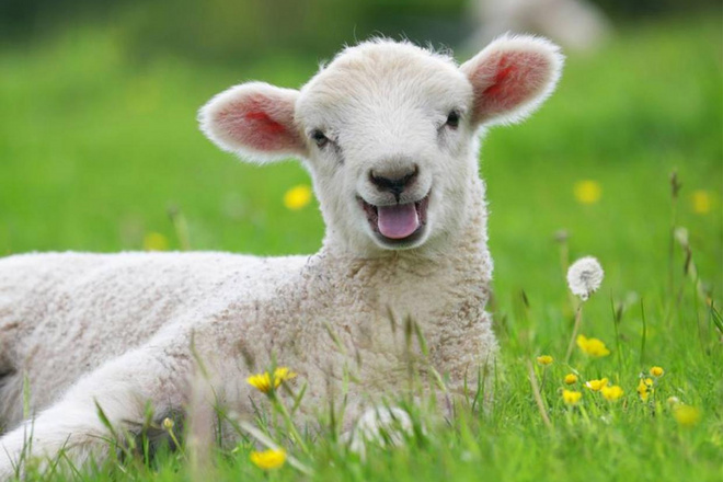 吃了吗？吃了再吃点吧！