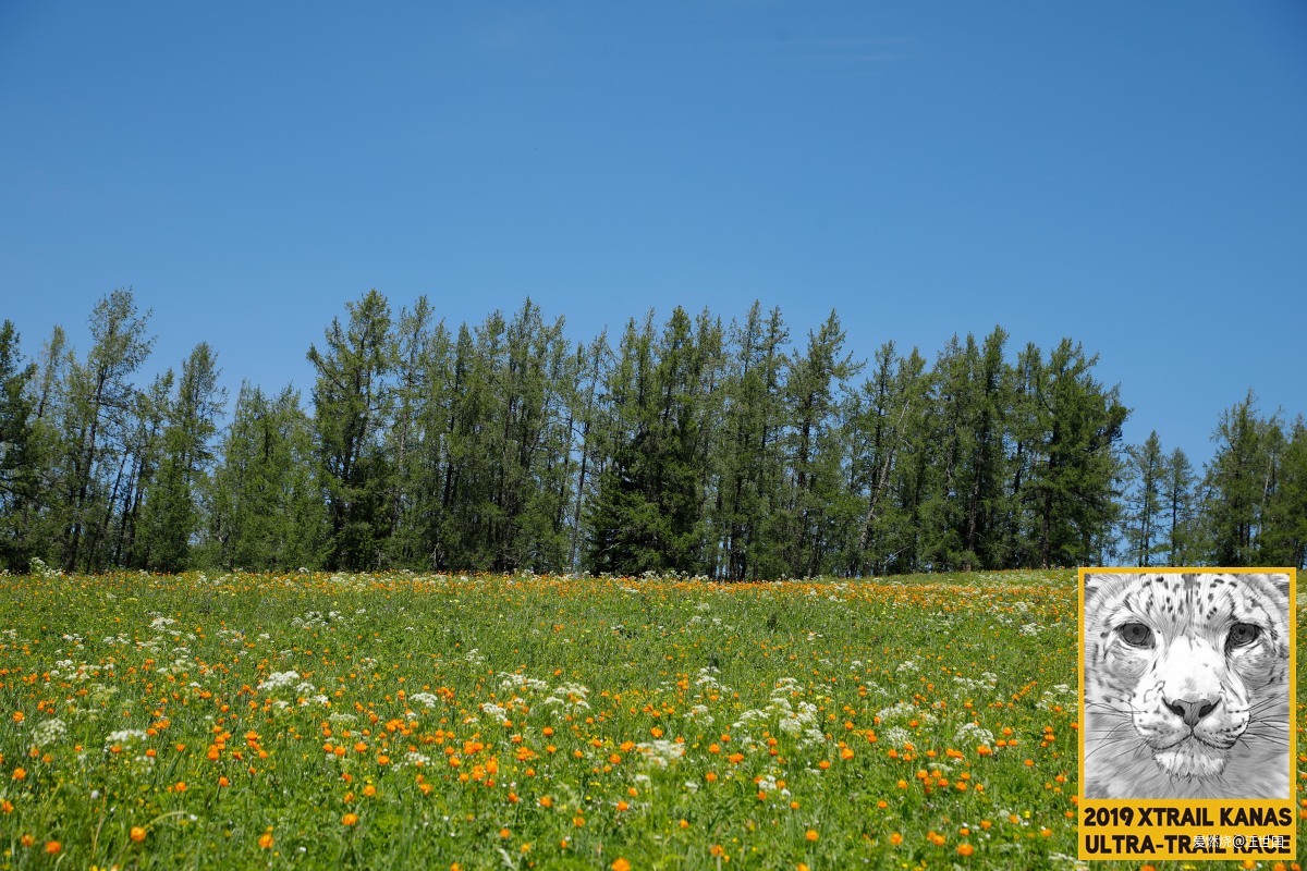 喀纳斯１６８ 在花海中放飞