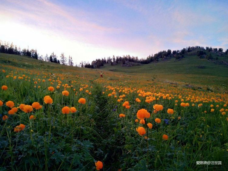 喀纳斯１６８ 在花海中放飞