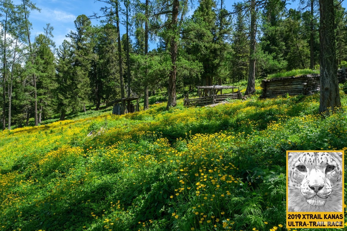 喀纳斯１６８ 在花海中放飞