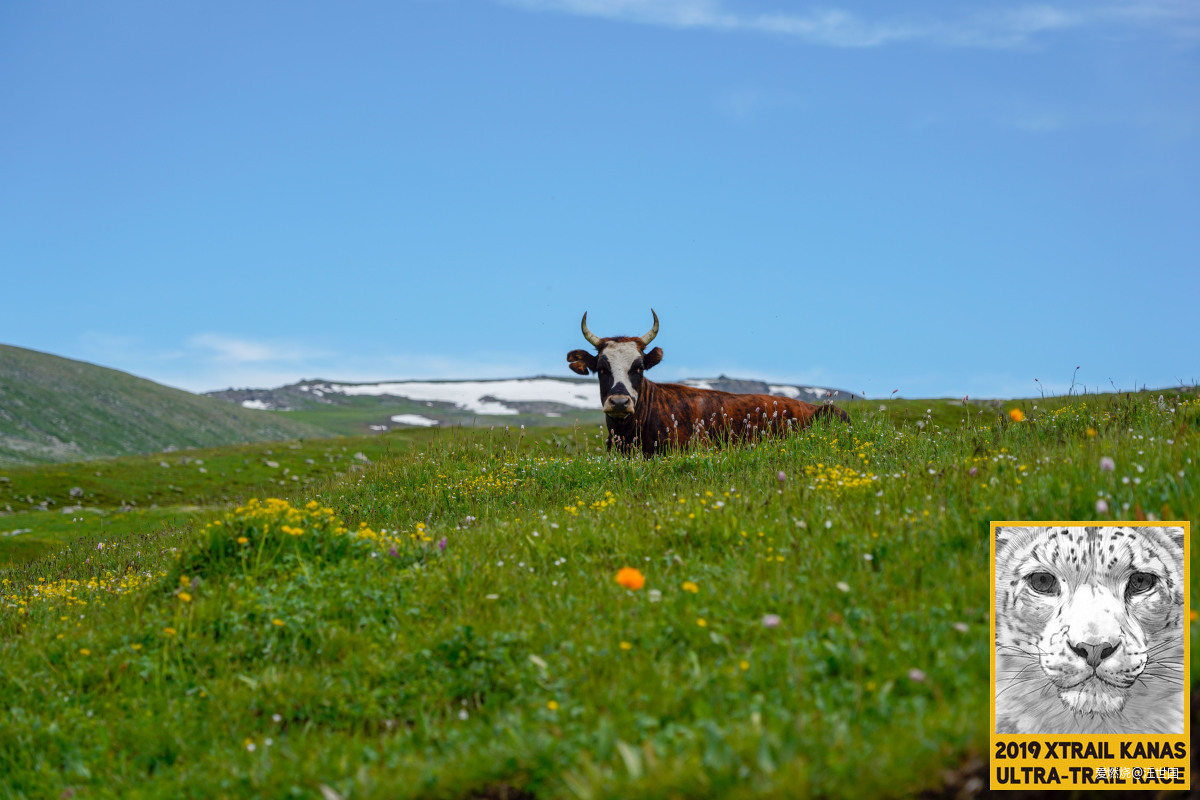 喀纳斯１６８ 在花海中放飞