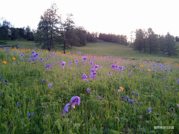 喀纳斯１６８ 在花海中放飞