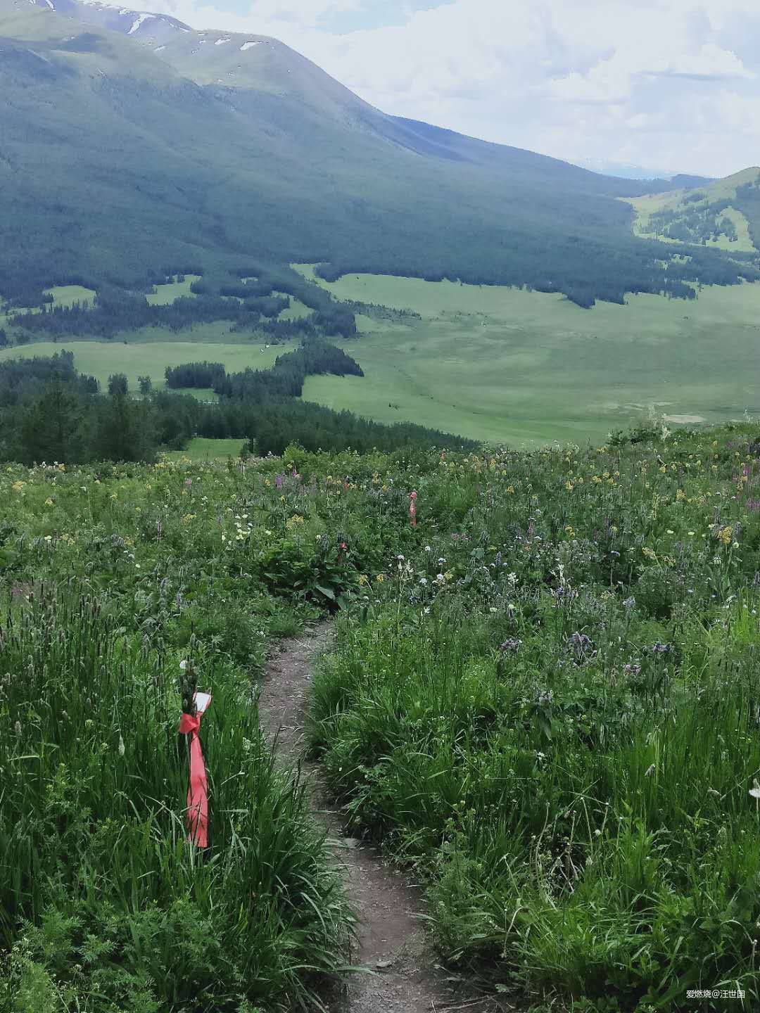 喀纳斯１６８ 在花海中放飞