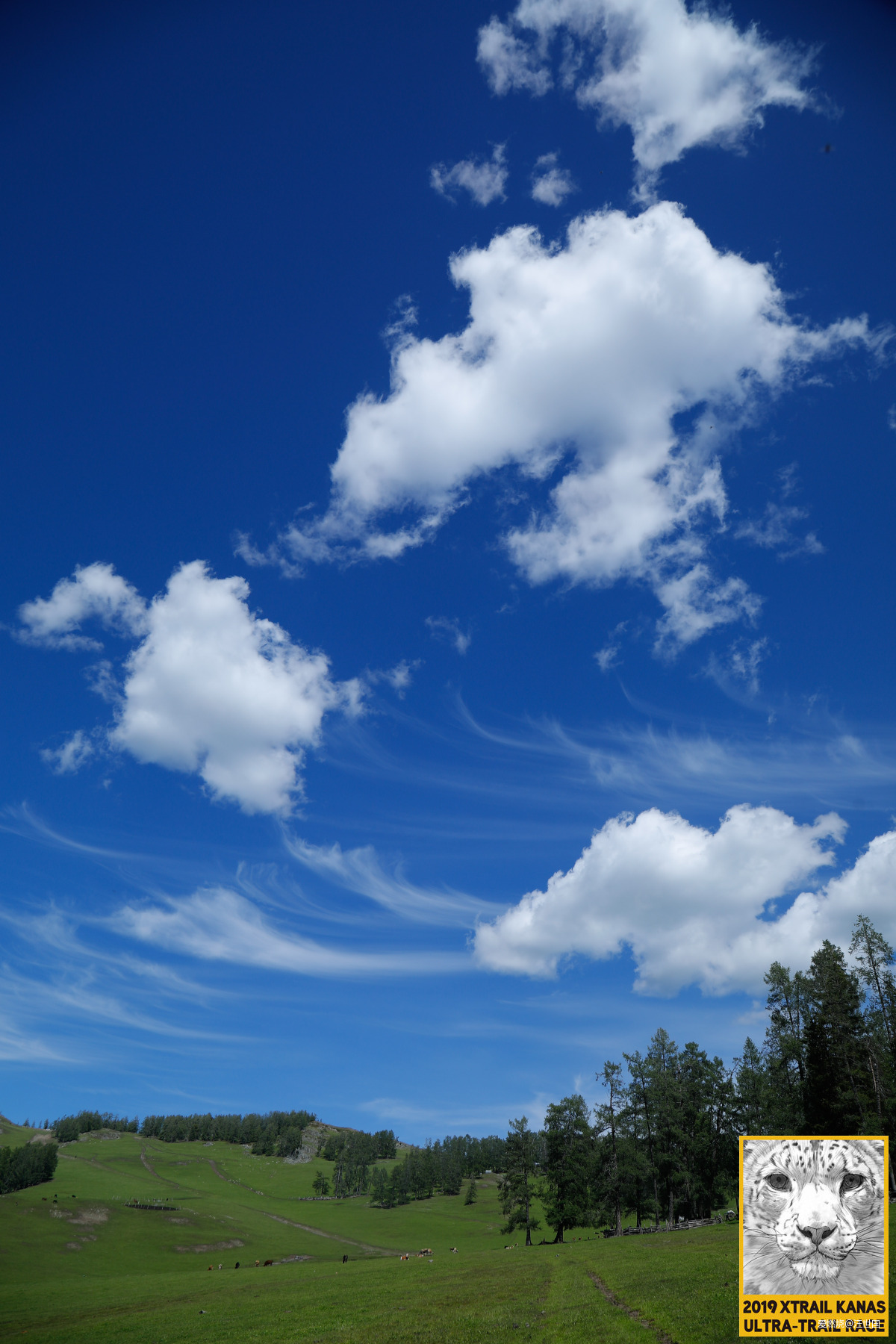 喀纳斯１６８ 在花海中放飞