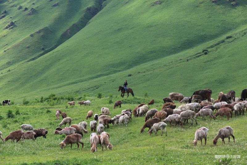 喀纳斯１６８ 在花海中放飞