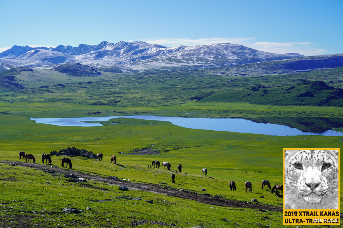 喀纳斯１６８ 在花海中放飞