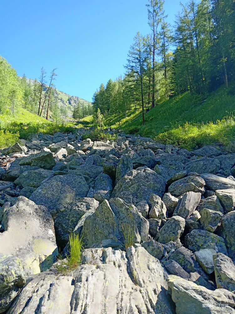 喀纳斯１６８ 在花海中放飞
