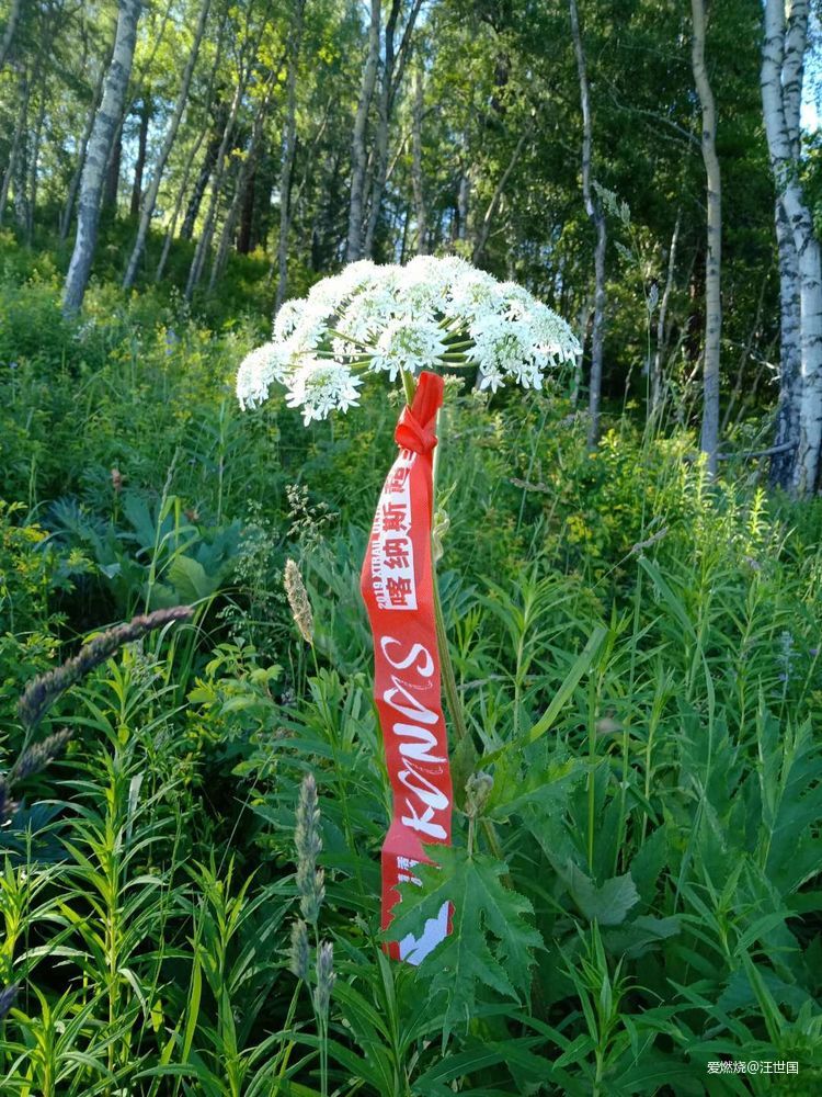 喀纳斯１６８ 在花海中放飞