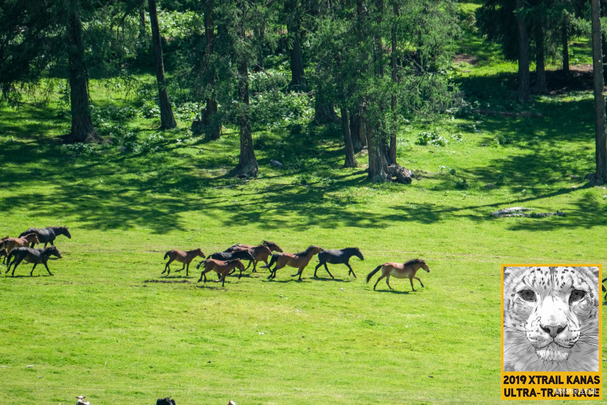 喀纳斯１６８ 在花海中放飞