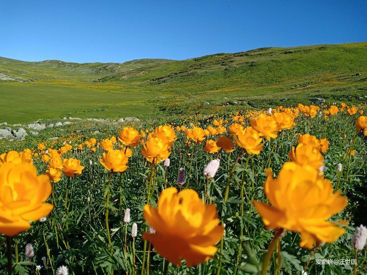 喀纳斯１６８ 在花海中放飞