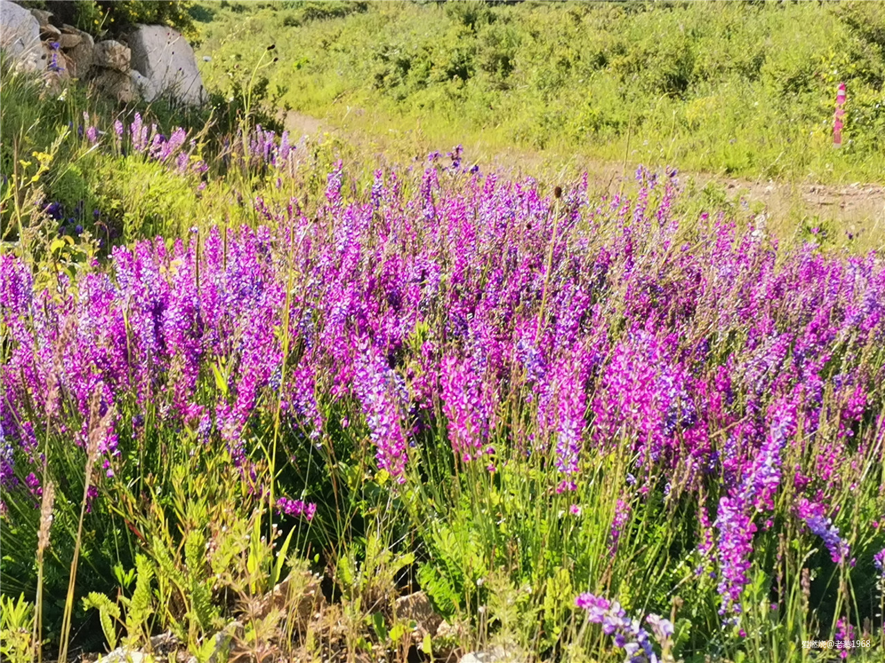 繁花似锦张北路， 披星戴月崇礼行 高龄跑渣渣2019年崇礼168流水赛记