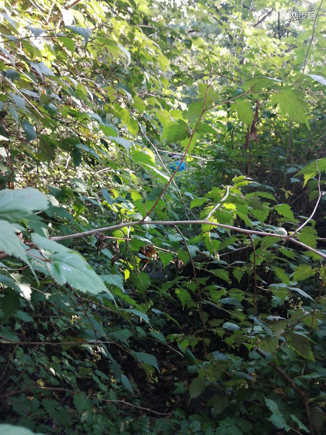 看“天书”，赏“百合”，天茶顶问茶，穿越迷魂涧