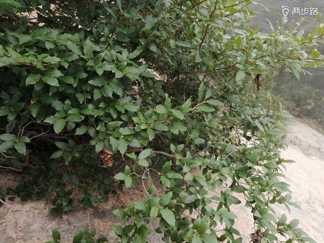 看“天书”，赏“百合”，天茶顶问茶，穿越迷魂涧